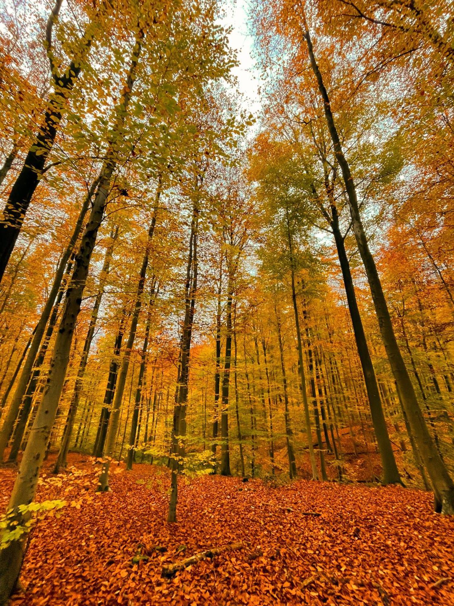 האלה Hallerbos B&B In Bluebell Forest מראה חיצוני תמונה