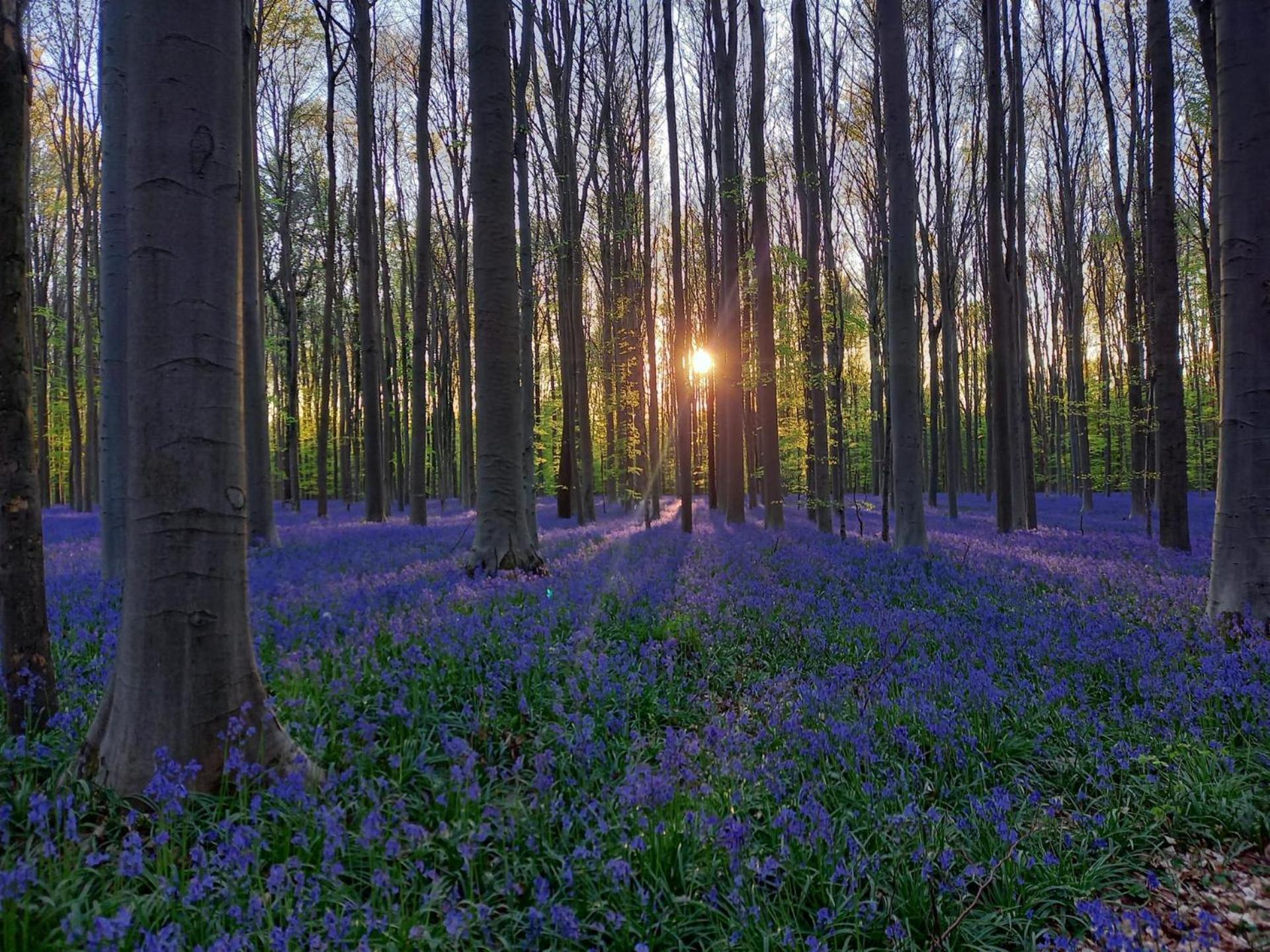 האלה Hallerbos B&B In Bluebell Forest מראה חיצוני תמונה
